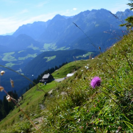 Sommerurlaub in den Salzburger Bergen