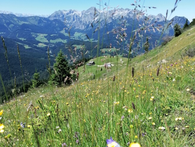 Wanderung zur Mahdalm oder rund um den Gosaukamm
