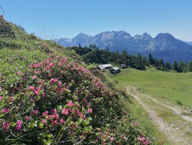 Loseggalmen in Annaberg