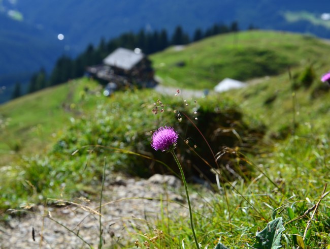 Wanderung zur Mahdalm in Annaberg/Lammertal
