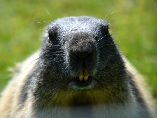 Murmeltier (Manggei) in der freien Wildbahn
