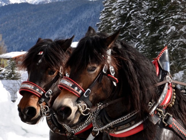 Pferdeschlittenfahrten im verschneiten Lammertal